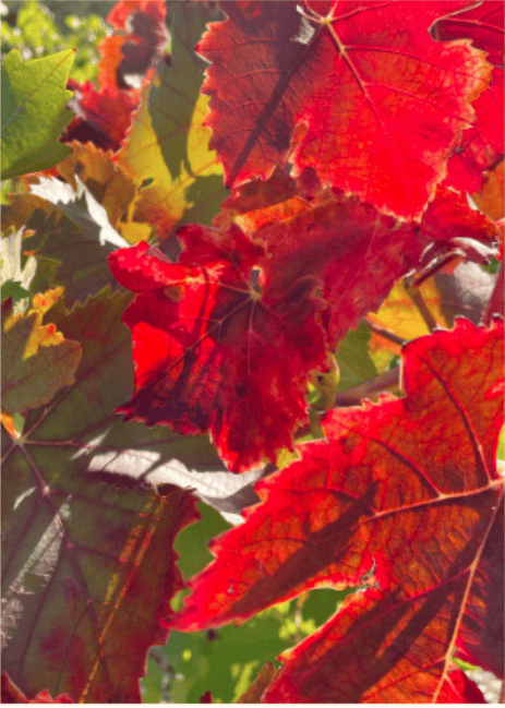 Autumn leaves in vibrant red and green at Princess & Bear Wines vineyard. Perfect for wine lovers an.