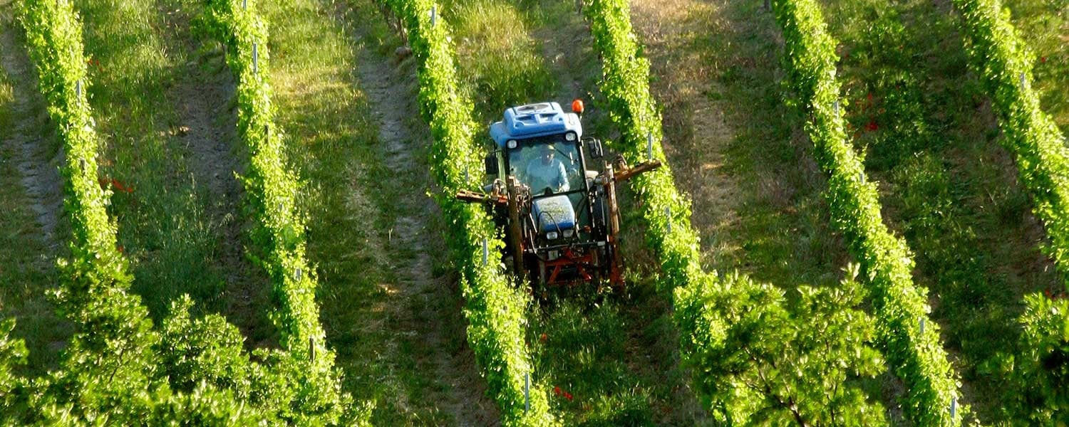 Princess & Bear Wines vineyard with rows of grapevines and a tractor, showcasing premium wine produc.