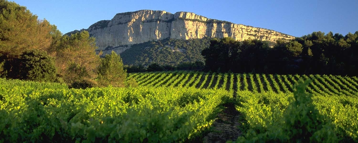 Scenic view of The Land vineyard with lush grapevines and mountain backdrop.